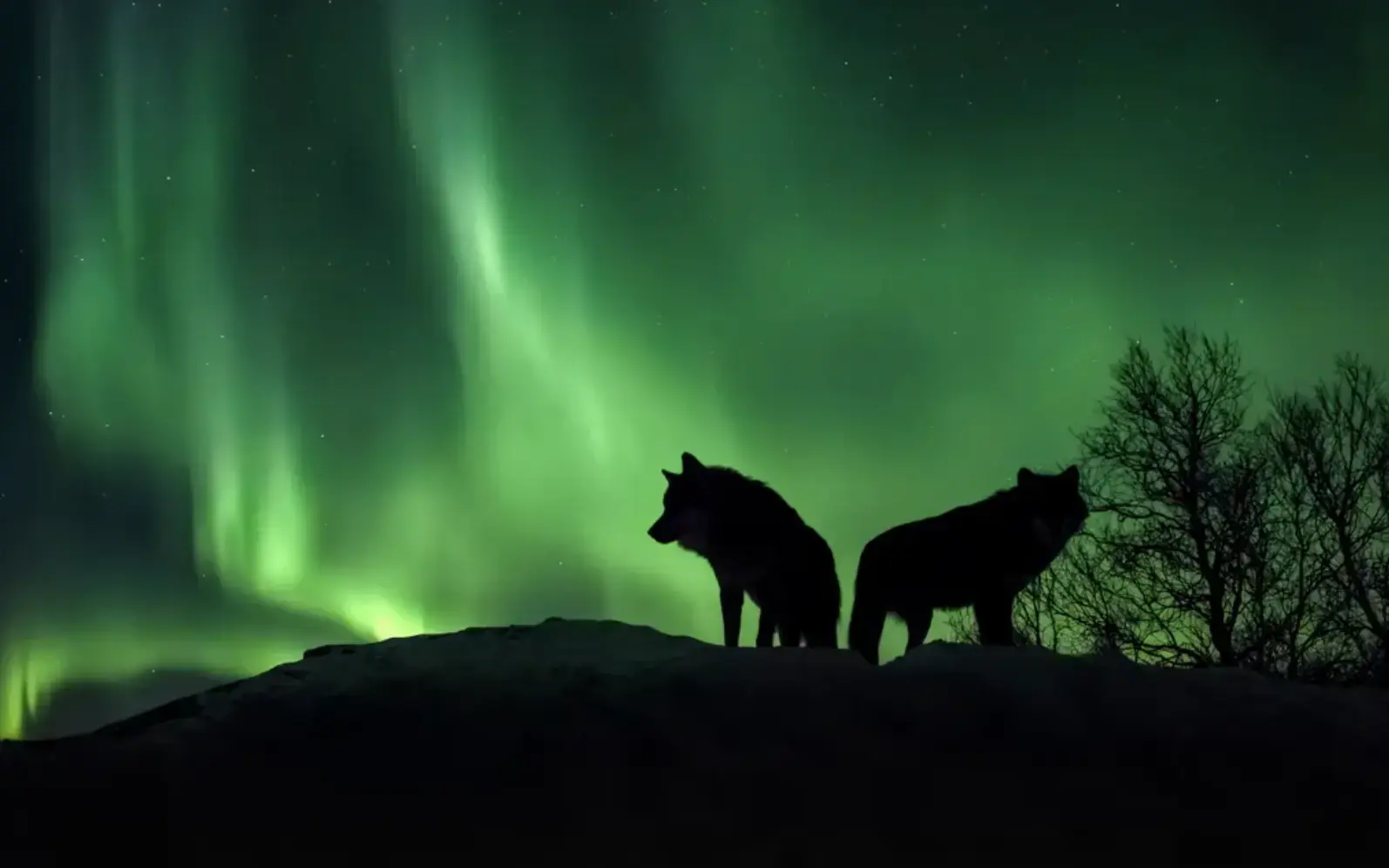 Arctic Untouched - Explore the wonders of Norway, Greenland & the Faroe Islands